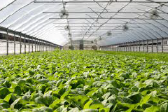 Bis(2-(4-(4,6-bis(2,4-dimethylphenyl)-1,3,5-triazin-2-yl)-3-hydroxphenoxy)ethyl) dodecanedioate (Appolo-1100)