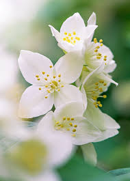 Fragrance Finishes