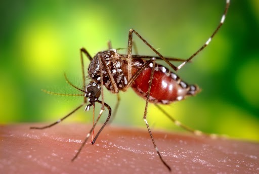 Mosquito Repellents