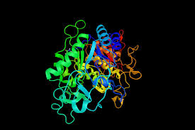Desizing Enzymes